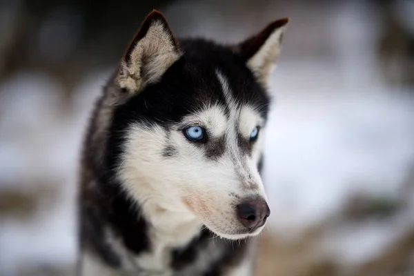 Siberian Husky Pies Portret Odkryty Zimie — Zdjęcie stockowe