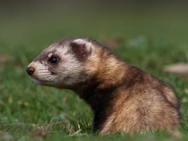 Степные Хорьки Хорьки Маске Mustela Eversmanii Естественной Среде Обитания Доброгея — стоковое фото