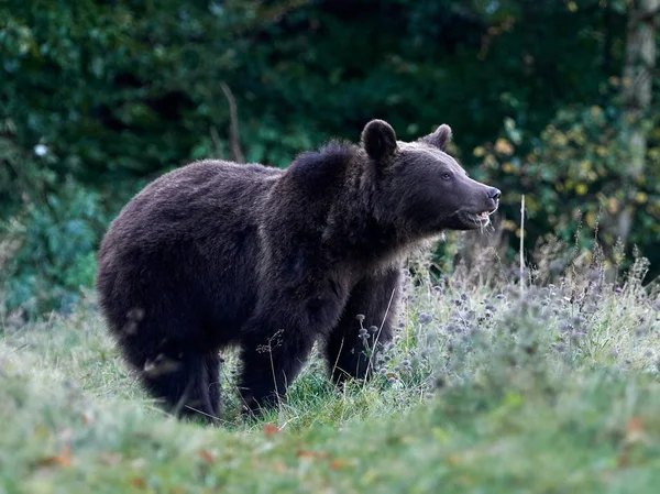 Urso Pardo Eurasiático Ursus Arctos Arctos Também Conhecido Como Urso — Fotografia de Stock