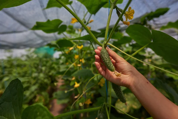 若い女性狩り夏の庭で新鮮な野菜を笑顔 — ストック写真