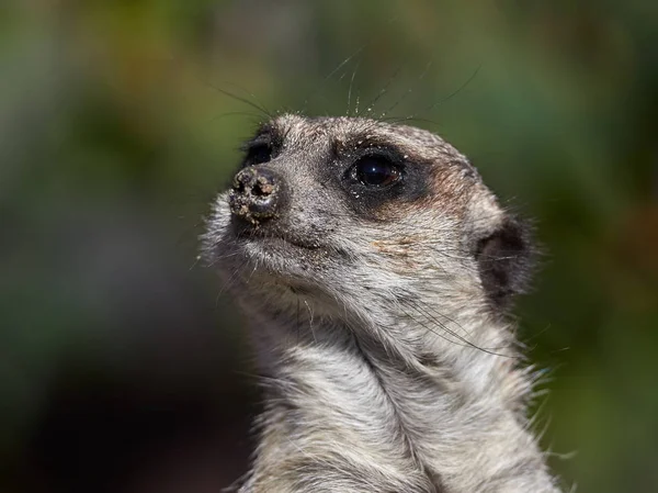 Funny animal meerkat watching