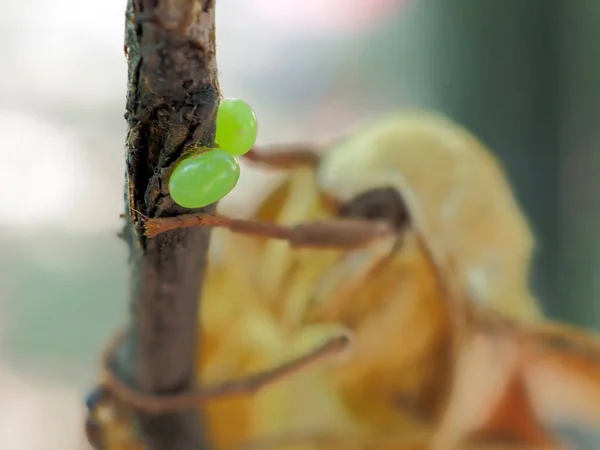 Poplar Hawk Moth Laothoe Populi Laying Eggs Green Leaf — Stock Photo, Image