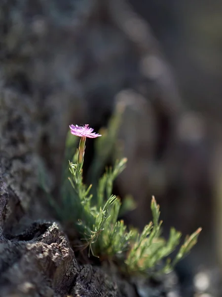 Dobrogea Carnation Dianthus Nardiformis Dianthus Gelidus Species Herbaceous Perennial Plant — Stock Photo, Image