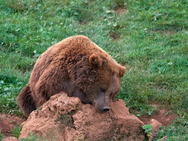 Oso Pardo Euroasiático Ursus Arctos Arctos También Conocido Como Oso — Foto de Stock