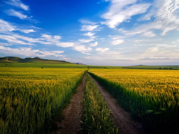 Landschaft Mit Wunderschönem Feld Frühling Dobrogea Rumänien — Stockfoto