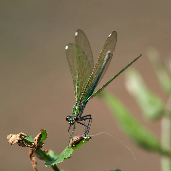 Dragonfly Utomhus Sommaren Coleopteres Splendens — Stockfoto