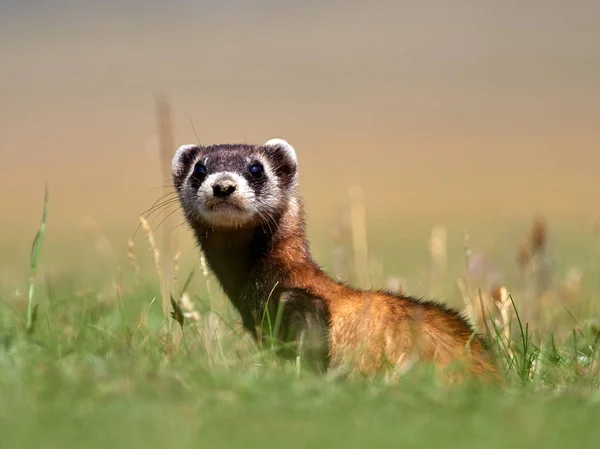 Doninha Das Estepes Mustela Eversmanii Habitat Natural — Fotografia de Stock