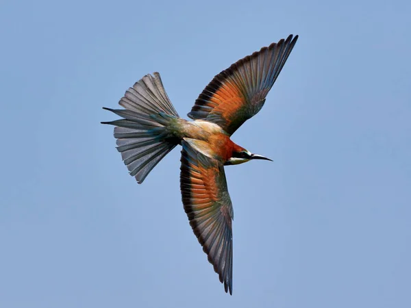 Comedor Europeu Abelhas Merops Apiaster Habitat Natural — Fotografia de Stock