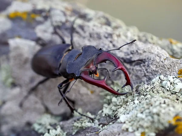 Besouro Das Estacas Lucanus Chalus Habitat Natural — Fotografia de Stock