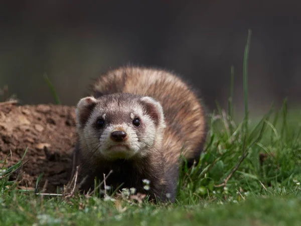 Musppe Musang Atau Masked Polecats Mustela Eversmanii Habitat Alami Dobrogea — Stok Foto