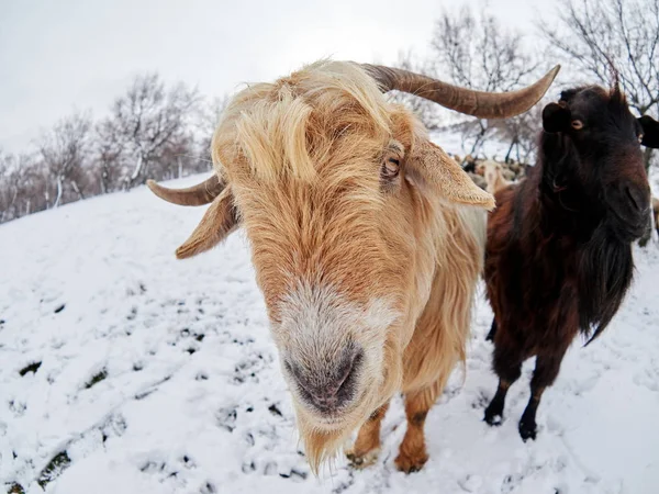 Hausziegen Winter Draußen — Stockfoto