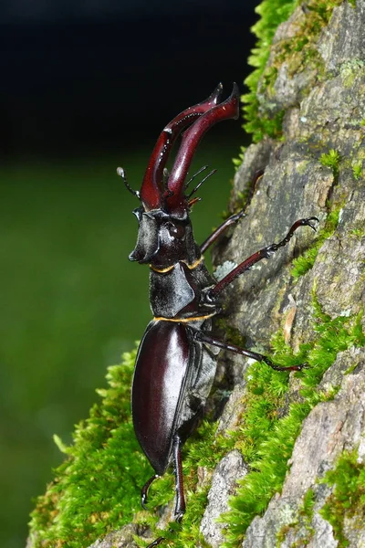 Жук Олень Lucanus Cervus Естественной Лесной Среде Обитания — стоковое фото