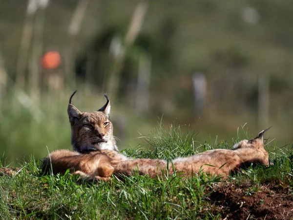 Lynx Eurasie Plein Air Animaux Sauvages Cachés Dans Habitat Naturel — Photo