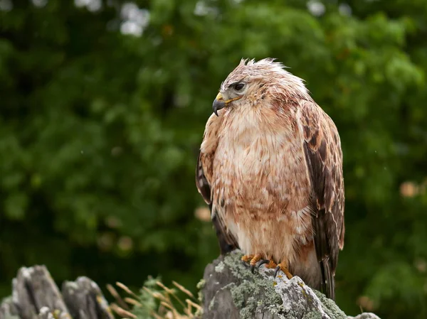 Glente Hviler Klippen Buteo Rufinus - Stock-foto