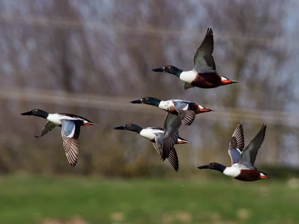 自然栖息地的野鸭 — 图库照片