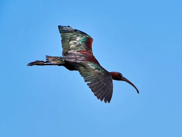 Glossy Ibis Plegadis Falcinellus Natural Habitat — Stock Photo, Image