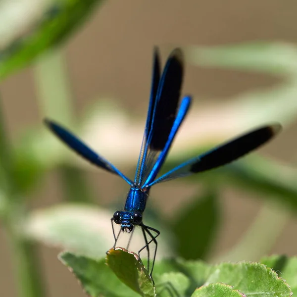 Dragonfly Είναι Υπαίθρια Καλοκαίρι Coleopteres Splendens — Φωτογραφία Αρχείου