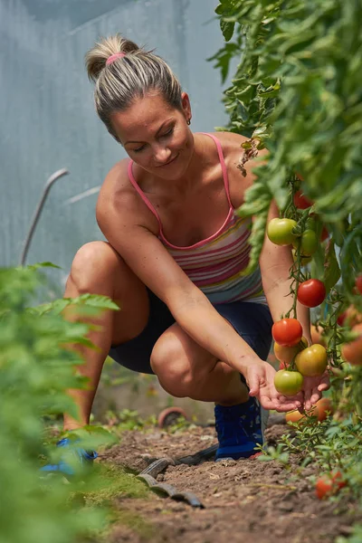 Joven Mujer Sonriente Recogiendo Verduras Frescas Jardín Verano —  Fotos de Stock