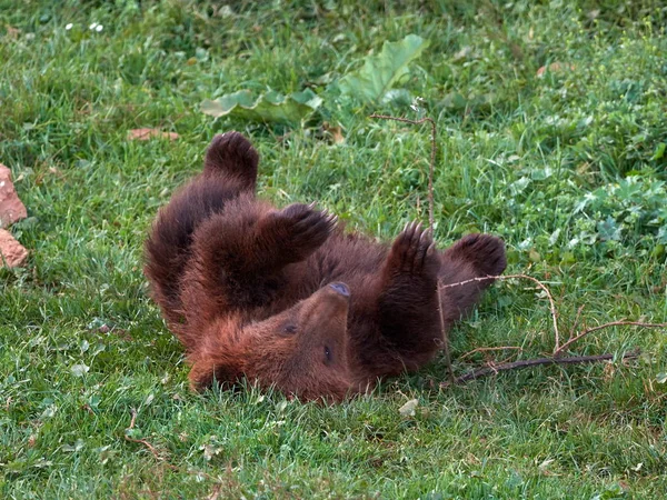 Eurasian brown bear (Ursus arctos arctos), also known as the European brown bear