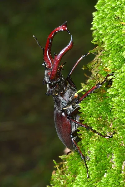 Stag Beetle Lukan Cervus Lesie Naturalne Siedliska — Zdjęcie stockowe