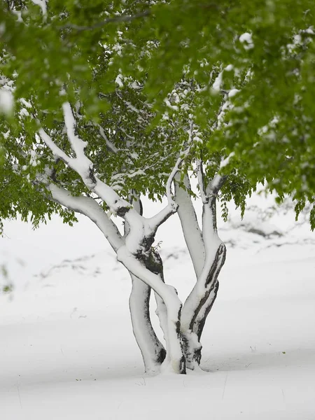 Alberi Con Foglie Verdi Sotto Neve Nevicate Tardive Aprile Dobrogea — Foto Stock