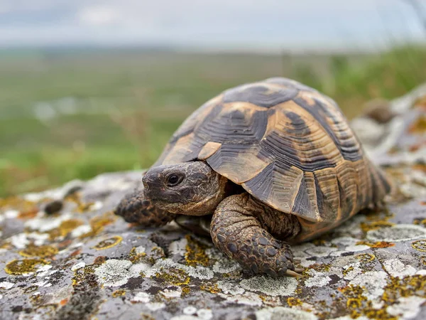 天然生息地でのツノガメ テストウド グラエカ — ストック写真