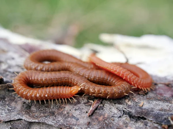 Millipedes Natural Habitat — Stock Photo, Image