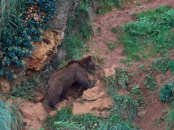 Oso Pardo Euroasiático Ursus Arctos Arctos También Conocido Como Oso — Foto de Stock