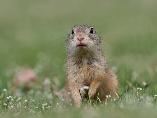 Suseł Moręgowany Naturalnym Środowisku Spermophilus Citellus — Zdjęcie stockowe