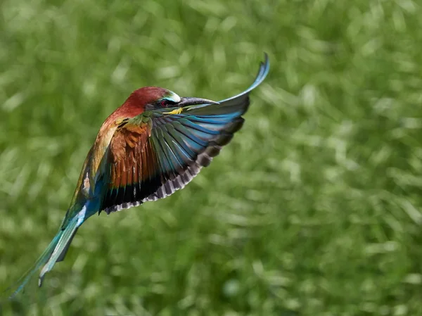 European Bee Eater Merops Apiaster Natural Habitat — Stock Photo, Image