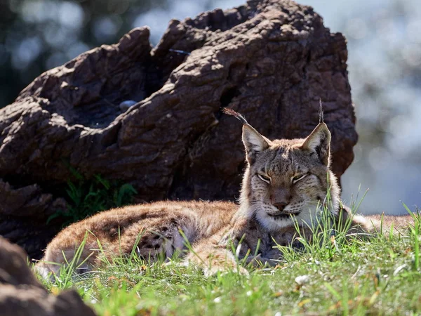 Euraziatische Lynx Outdoor Wild Dier Verborgen Natuur Habitat Lynx Lynx — Stockfoto