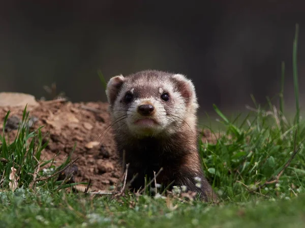 Steppe Weasels Mask Polecats Mustela Eversmanii Természetes Élőhelyen Dobrogea Románia — Stock Fotó