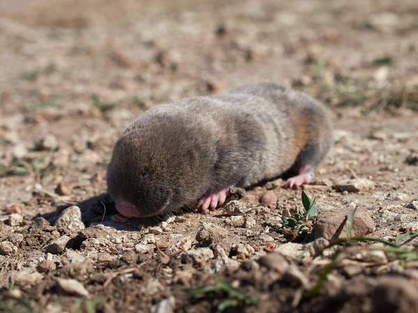 Lesser Mole Rat Nannospalax Leucodon Natural Habitat — Stock Photo, Image