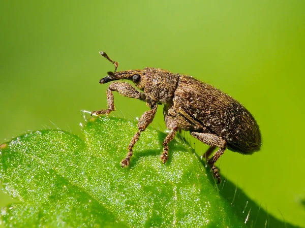 Macro Bug Explorar Mundo —  Fotos de Stock