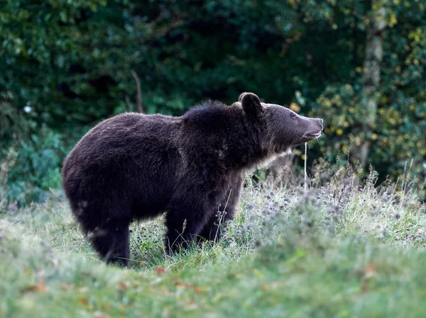Eurasiatisk Brunbjörn Ursus Arctos Arctos Även Känd Som Den Europeiska — Stockfoto