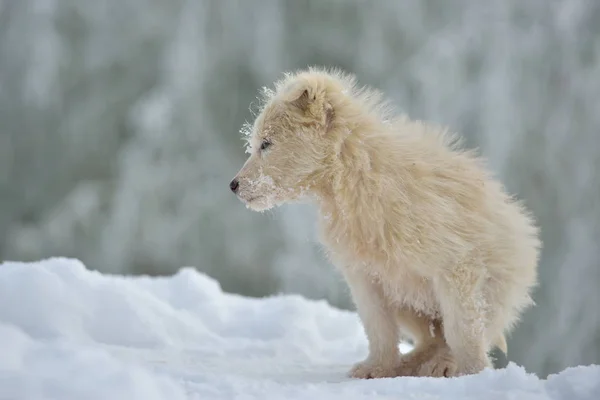 Pequeno Cão Branco Livre Inverno — Fotografia de Stock