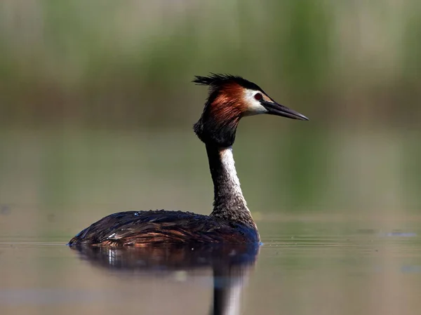 Oiseau Aquatique Sur Lac Podiceps Cristatus — Photo