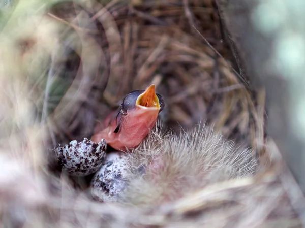 bird chicks in the nest in spring