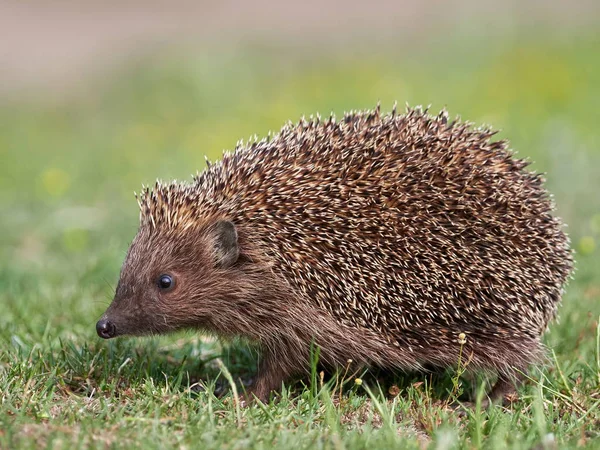 Ouriço Europeu Erinaceus Europaeus Habitat Natuiral — Fotografia de Stock