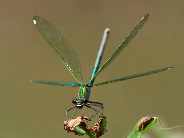 Dragonfly Buiten Zomer Coleopteres Splendens — Stockfoto