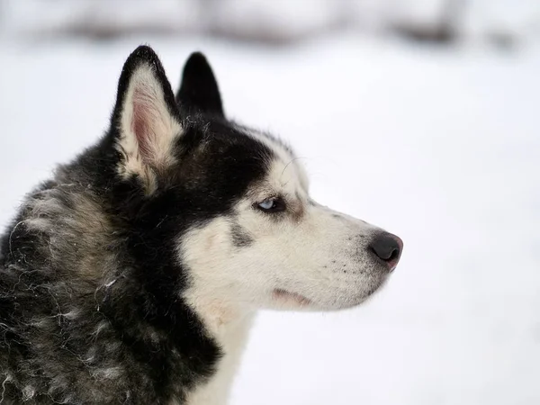 Sibirya Husky Köpek Portre Kışın Açık — Stok fotoğraf