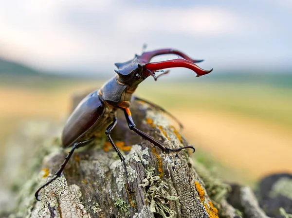 Escarabajo Ciervo Lucanus Cervus Hábitat Natural — Foto de Stock