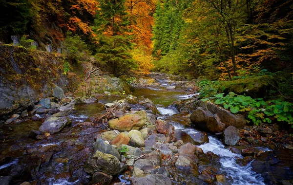 Rivière Montagne Automne — Photo