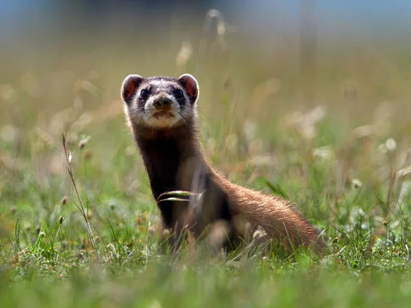 Steppe Polécat Mustela Eversmanii Dans Habitat Naturel — Photo