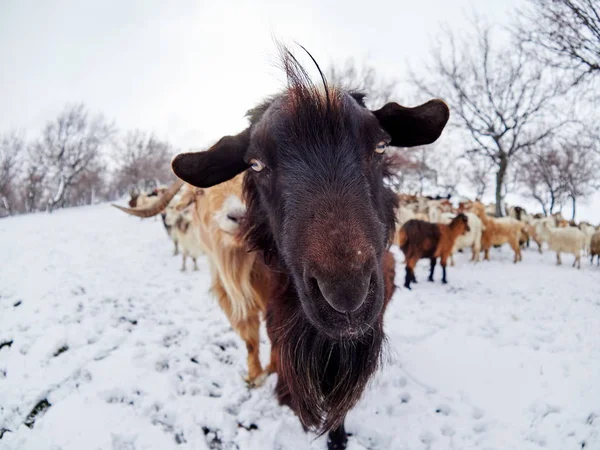 Domowych Kóz Odkryty Zimie — Zdjęcie stockowe