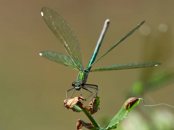 Dragonfly Utomhus Sommaren Coleopteres Splendens — Stockfoto