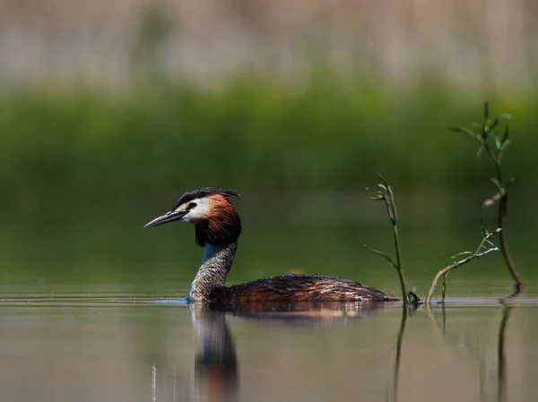 water bird on the lake (podiceps cristatus)