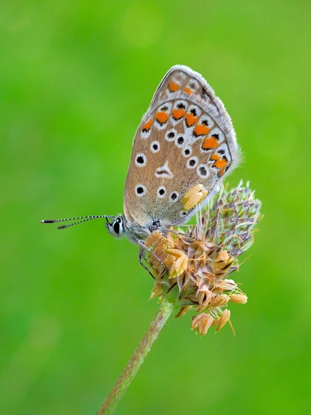 Mariposa Hábitat Natural Primavera Plebejus Argus — Foto de Stock