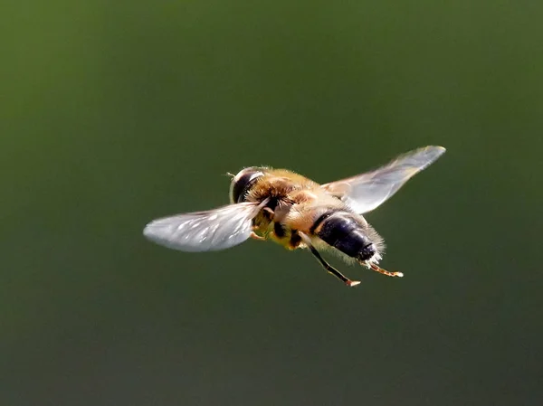 Fliegen Flug Aus Nächster Nähe — Stockfoto