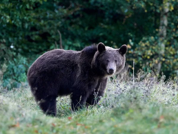 Urso Pardo Eurasiático Ursus Arctos Arctos Também Conhecido Como Urso — Fotografia de Stock